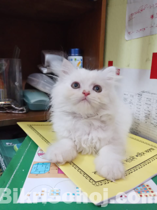 Persian male cat traditional